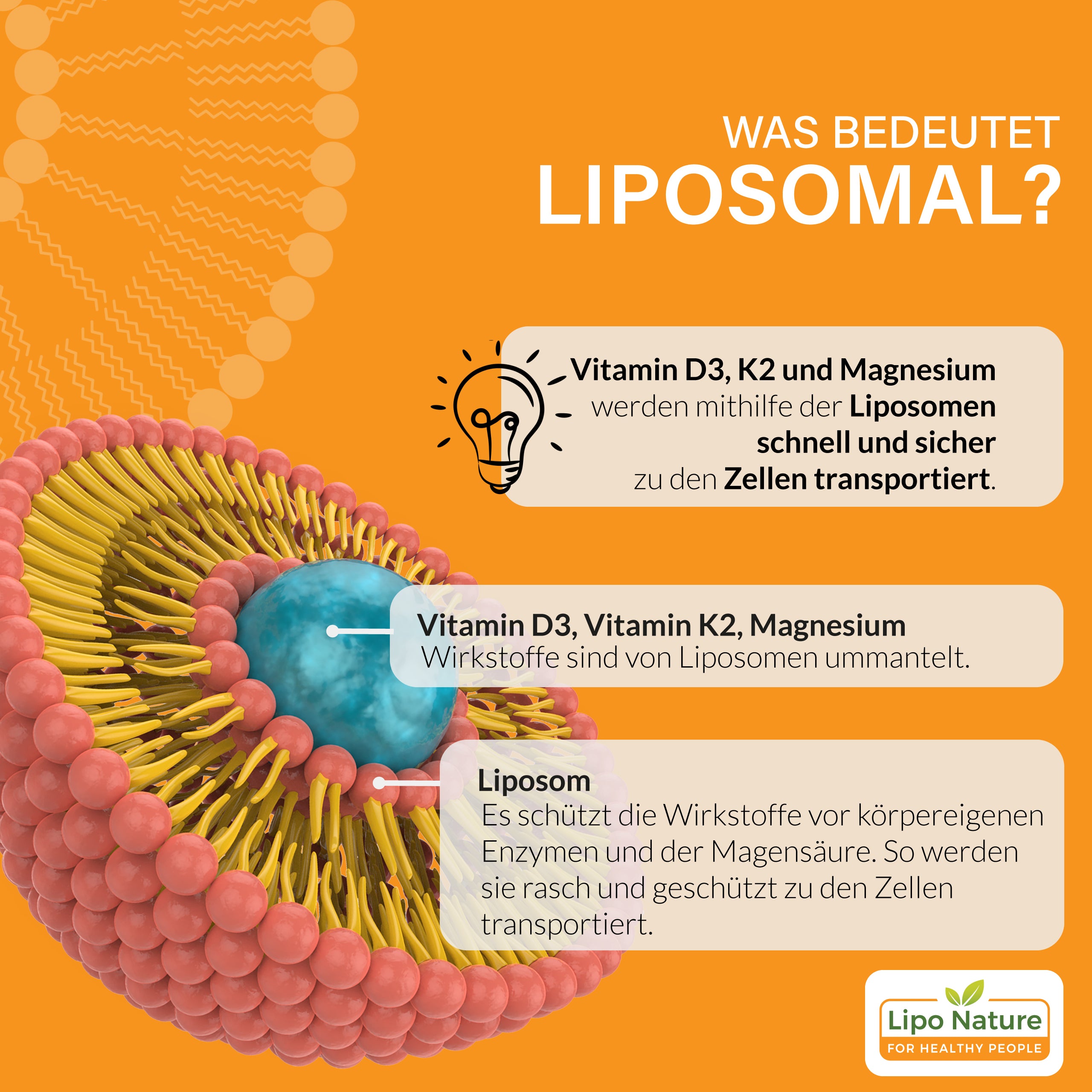 Liposomales Vitamin D3/K2 Magnesium